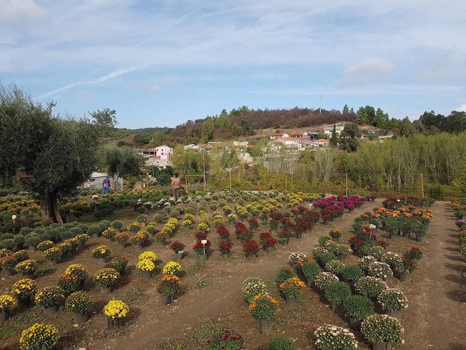 O viveiro